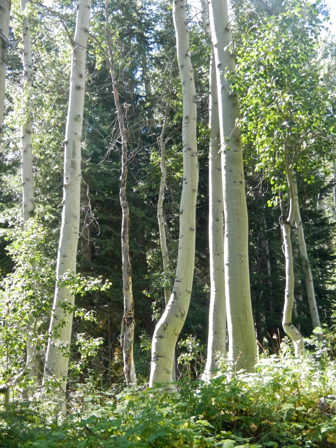 We passed through the largest stand of aspen yet on the trail. So light and airy!