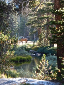 Horses grazing in the late afternoon sun in lovely Rosemarie Meadow.
