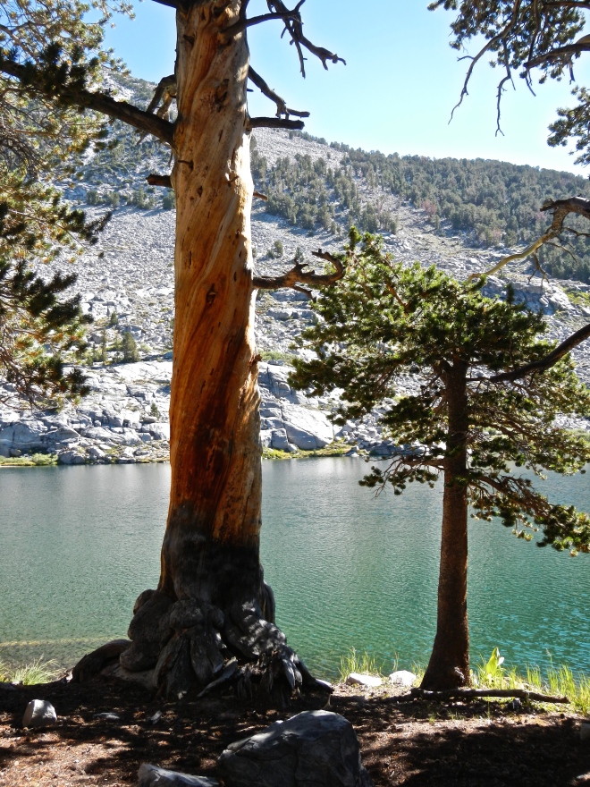 A picturesque dead tree at the edge of one of the Sally Keys Lakes. If I had more time, I'd probably photograph every tree between Yosemite and Whitney, dead or alive.
