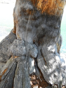 Close-up of the gnarly  tree trunk.