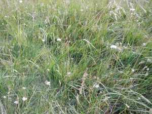 The grass was sparkling with white flowers.