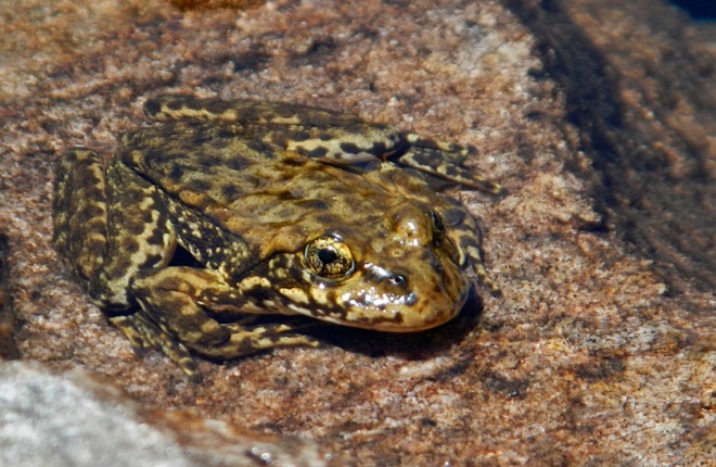 The yellow-legged frogs are on the endangered species list. 