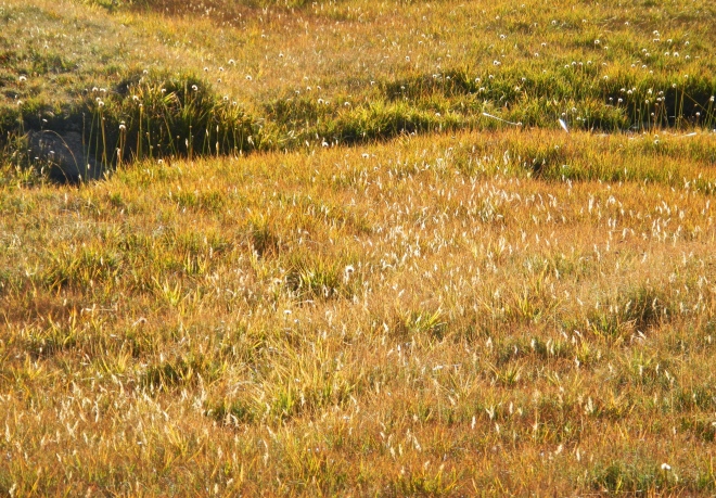 Golden grasses caught my eye on the climb to Glen Pass.