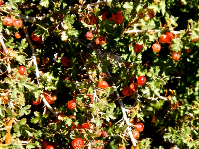 A bounty of currants. We never saw anyone else eating them...
