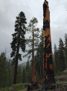 Stormy weather threatened as we walked through an old fire area.
