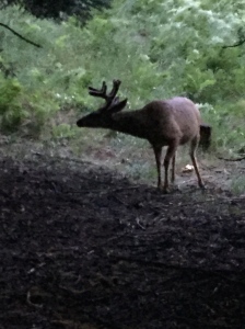 Our deer friend. Barbara didn't like him.