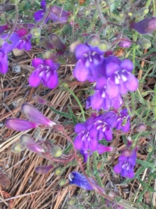 Flowers grew in profusion along the High Sierra Trail