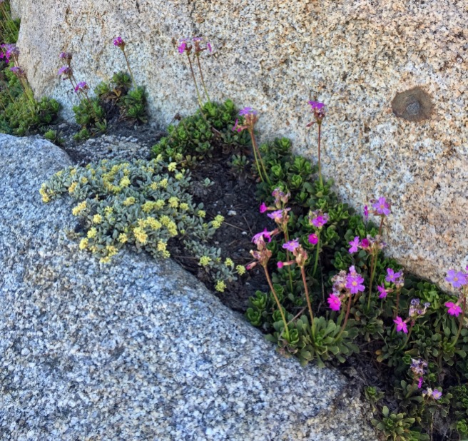 Sierra Primroses and I don't know what succulent.