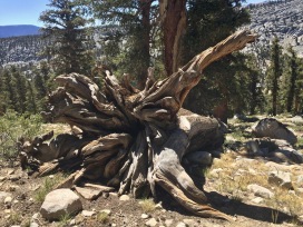 I love the fallen tree roots!